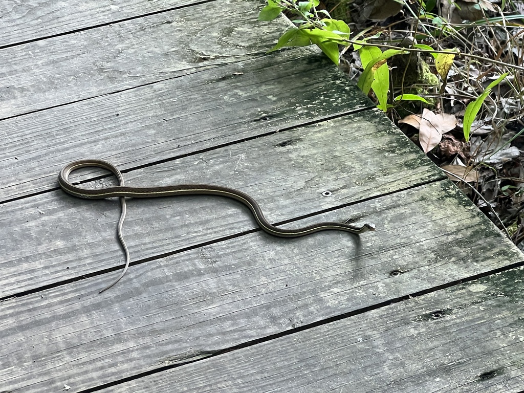 Common Ribbon Snake From University Of North Florida, Jacksonville, FL ...