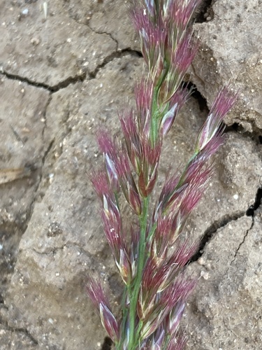 Pappophorum bicolor E.Fourn.