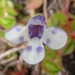 Lindernia grandiflora - Photo (c) Steven Daniel, todos los derechos reservados, uploaded by Steven Daniel
