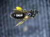 Protandrena illinoiensis - Photo (c) Christopher Wilson, all rights reserved, uploaded by Christopher Wilson