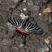 Chinese Three-tailed Swallowtail - Photo (c) allaulau, all rights reserved, uploaded by Albert Lau