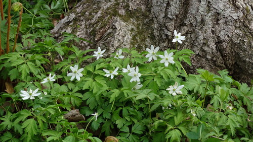 Amur anemone
