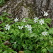 Anemone amurensis - Photo (c) snv2, todos os direitos reservados, uploaded by snv2