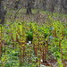 Osmundastrum cinnamomeum asiaticum - Photo (c) snv2, todos os direitos reservados, uploaded by snv2