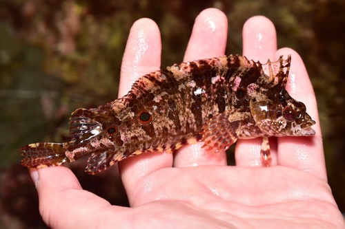 Spotted Kelpfish