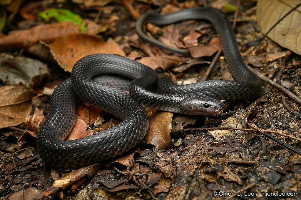 Malayan Banded Wolf Snake from Petra Jaya, Kuching, Sarawak, Malaysia ...