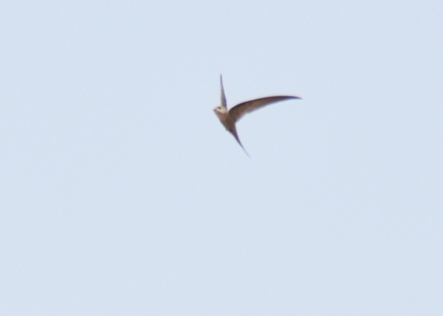 African Palm Swift
