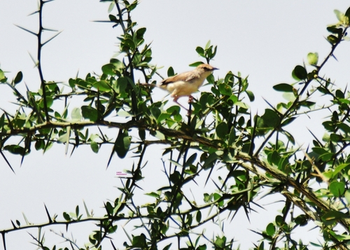 Red-pate Cisticola