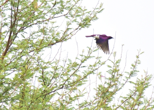 Violet-backed Starling