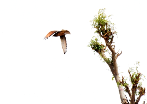 Grasshopper Buzzard