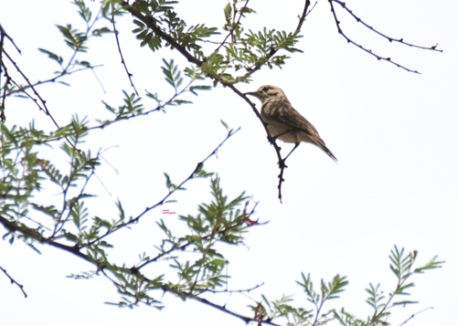 Pale Flycatcher