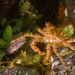 Red King Crab - Photo (c) Pat Webster @underwaterpat, all rights reserved, uploaded by Pat Webster @underwaterpat