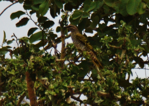 Red-shouldered Cuckooshrike