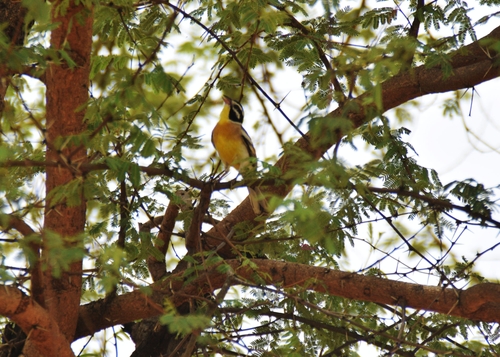 Golden-breasted Bunting