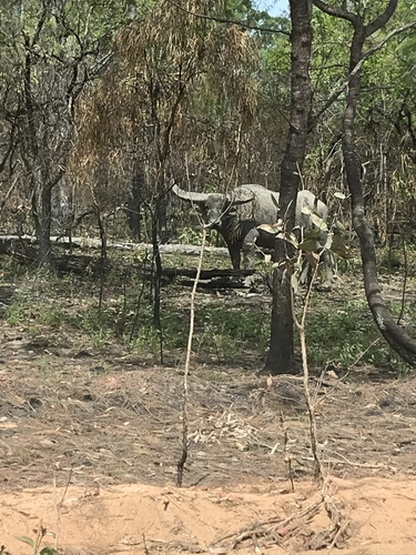 Domestic Water Buffalo