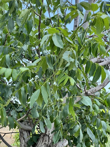 Persian walnut