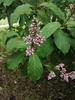 Syringa × henryi - Photo (c) tttrd, all rights reserved, uploaded by tttrd