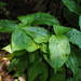 Giant Jewel Orchid - Photo (c) greenlapwing, all rights reserved, uploaded by greenlapwing