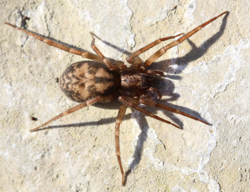 Pied Stone Spider