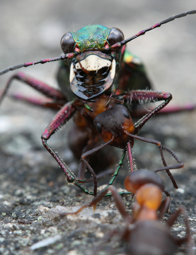 Cicindela campestris