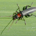 Oedemera croceicollis - Photo (c) Wild Chroma, all rights reserved, uploaded by Wild Chroma