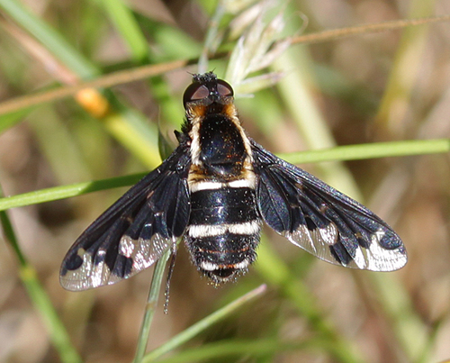 Hemipenthes maura nuotrauka