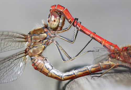Vagrant Darter