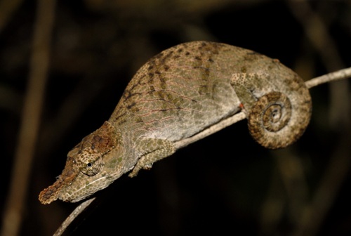 Deceptive Chameleon