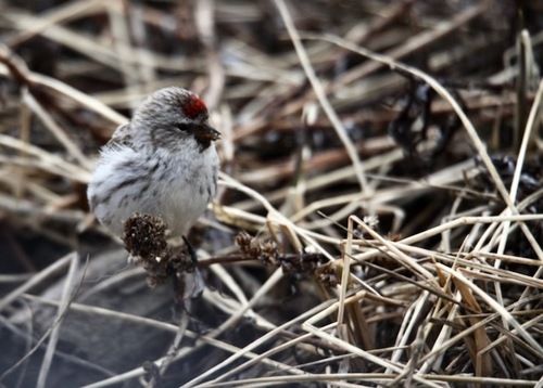 Redpoll