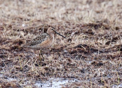 Long-billed Dowitcher