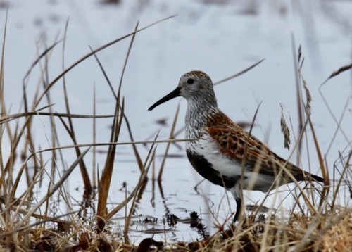 Dunlin
