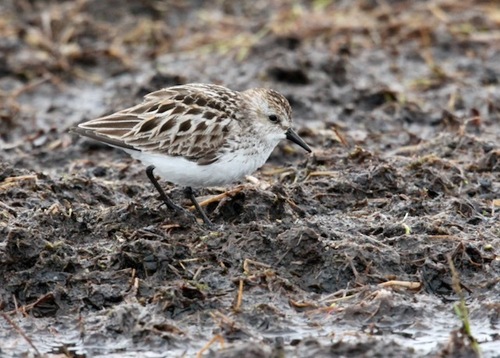 Semipalmated Sandpiper