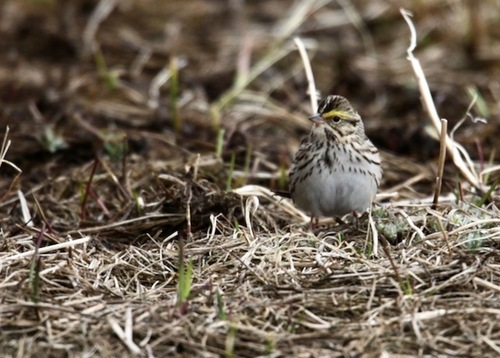 Savannah Sparrow