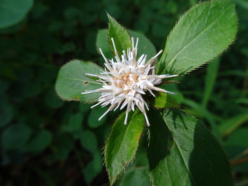 Atractylodes lancea (Thunb.) DC.