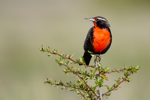 Long-tailed Meadowlark