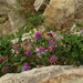 Vicia amurensis - Photo (c) snv2, todos los derechos reservados, subido por snv2