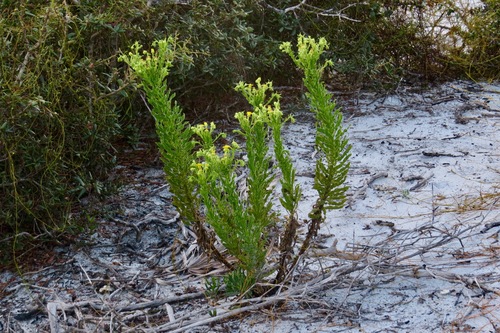 Chrysopsis delaneyi Wunderlin & Semple