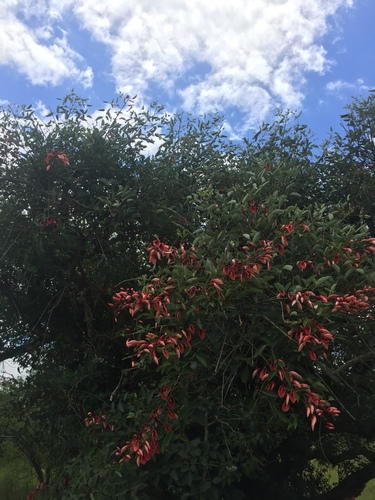 Cockspur coral tree