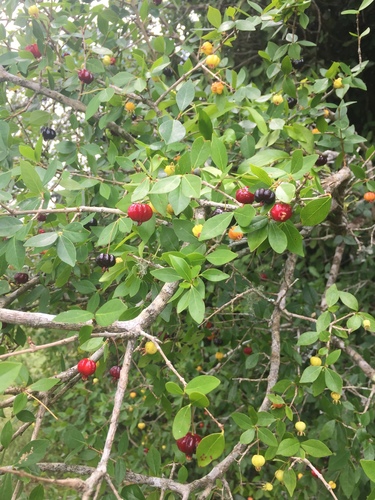 Surinam cherry