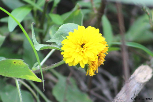 Manyflower Sunflower (Helianthus multiflorus)