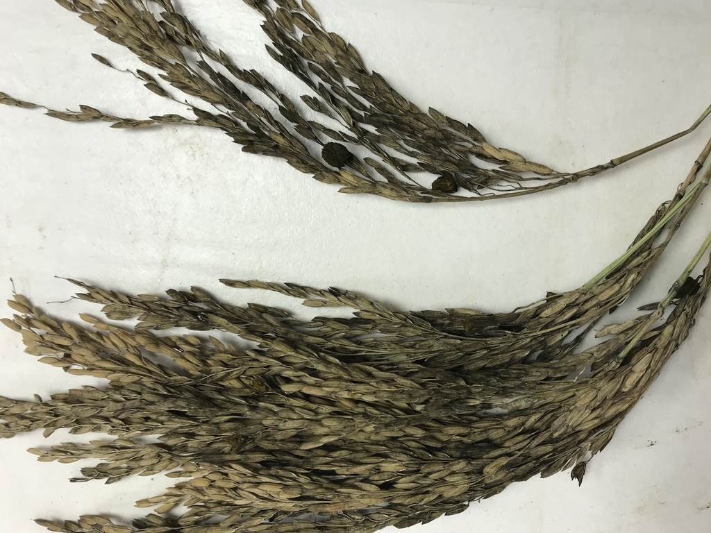 Ustilaginoidea virens in October 2018 by johndr · iNaturalist