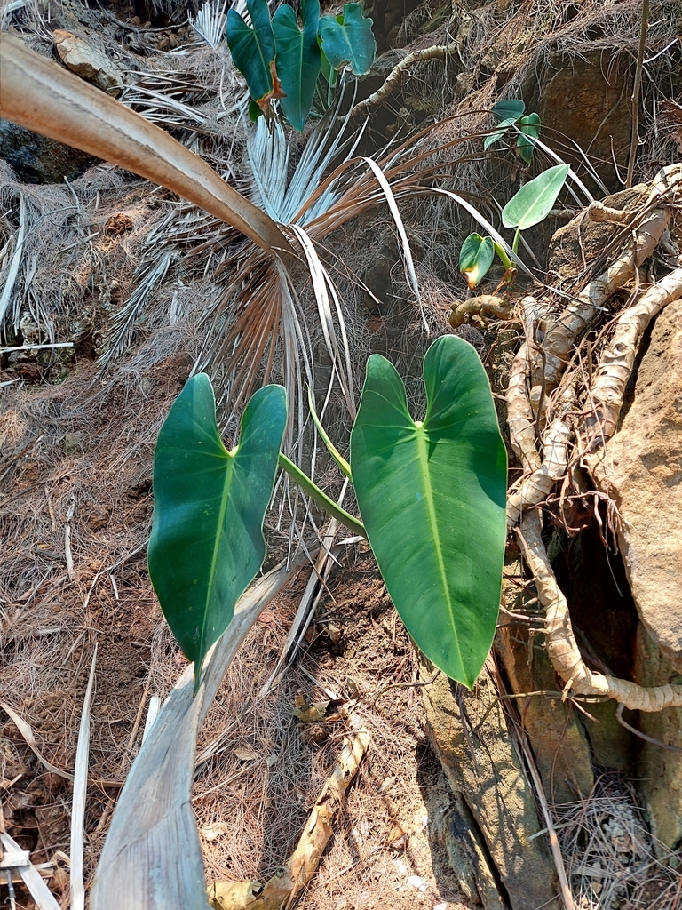 Philodendron sagittifolium  iNaturalist