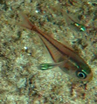 Glassy sweeper