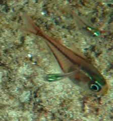 Glassy sweeper