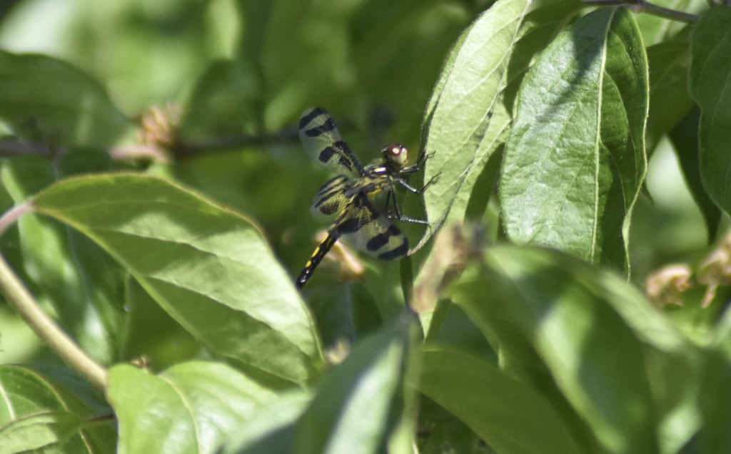 Banded Pennant From Franklin County OH USA On June 1 2023 At 09 31