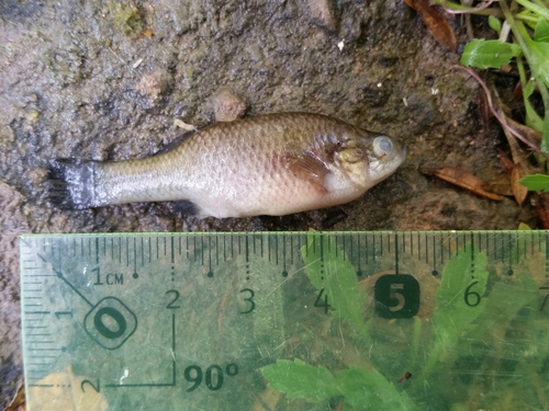 Relict Splitfin