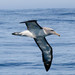 Albatros de Frente Blanca - Photo (c) Thomas A. Driscoll, todos los derechos reservados, subido por Thomas A. Driscoll