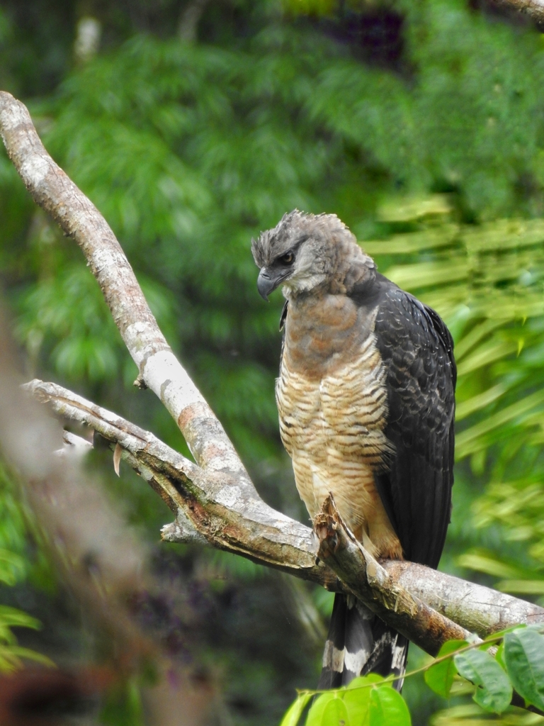 Águila monera (Morphnus guianensis) · ArgentiNat