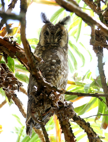 Abyssinian Owl