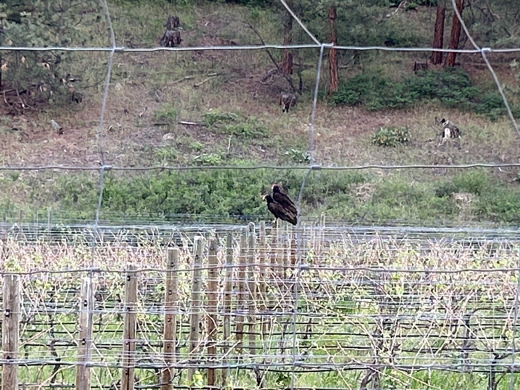 Turkey Vulture from Crawford Rd, Kelowna, BC, CA on May 20, 2023 at 07